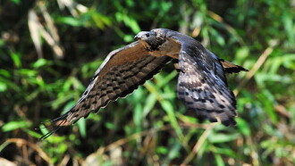 The Oriental Honey Buzzards of Ninety-nine Peaks Trailer
