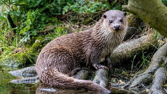 The Otter: A Legend Returns Trailer