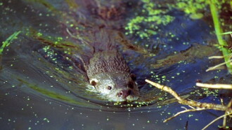 The Otter's Trail Trailer