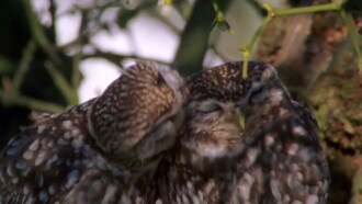 The Owls and the Orchard Trailer