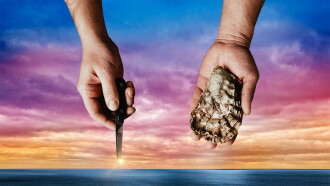 The Oyster Shucker Trailer