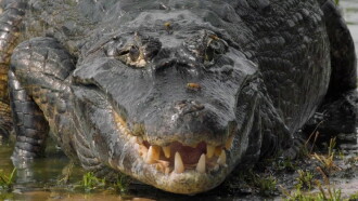 The Pantanal's Rebel Lake Trailer