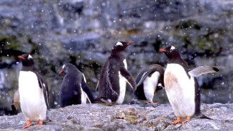 The Penguin Counters Trailer