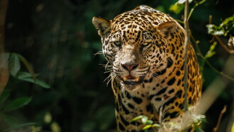 The Phantom Cat: Jaguar Trailer