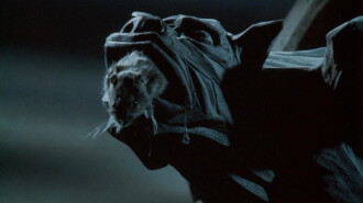 The Pied Piper Trailer