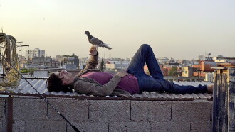 The Pigeon Trailer