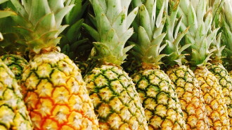 The Pineapple Story Trailer