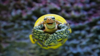 The Plastic Turtle Trailer