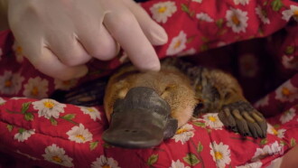 The Platypus Guardian Trailer