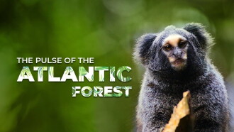 The Pulse of the Atlantic Forest Trailer
