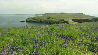 The Rabbits of Skomer Trailer