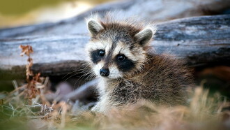 The Raccoon; The King of Survivalism Trailer