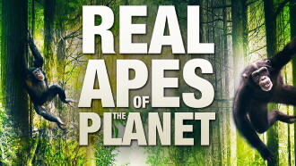 The Real Apes of the Planet Trailer