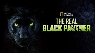 The Real Black Panther Trailer