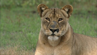 The Real Lion Queen Trailer