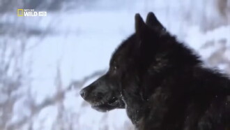 The Rise of Black Wolf Trailer