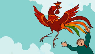 The Rooster and the Boyar Trailer