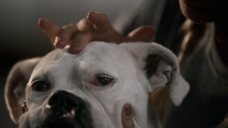 The School of Canine Massage Trailer