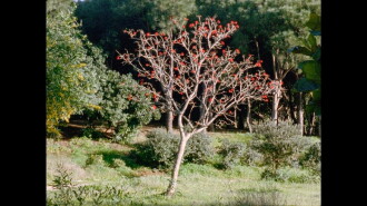 The Secret Garden Trailer