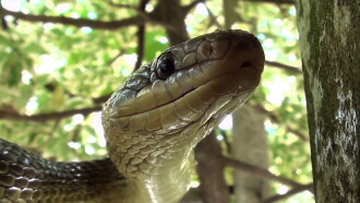 The Secret Life of Snakes Trailer