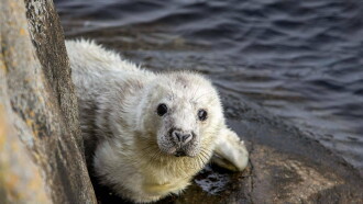 The Secret Life of the Seal Trailer