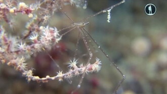 The Secret World of Crustaceans Trailer