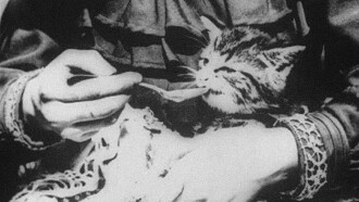 The Sick Kitten Trailer