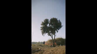 The silent cry of the trees Trailer