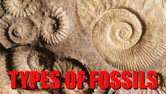 The Six Main Types of Fossilization Explained Trailer