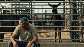 The Stag Trailer