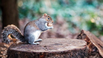 The Super Squirrels Trailer