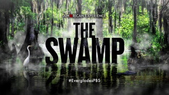 The Swamp Trailer