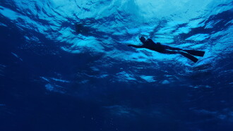 The Swim Trailer