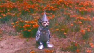 The Tin Woodman's Home Movie #2: California Poppy Reserve, Antelope Valley Trailer