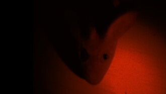 The Tragedy of the Rat Trailer