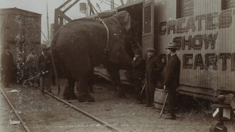 The Tragic Story of Fritz the Elephant Trailer