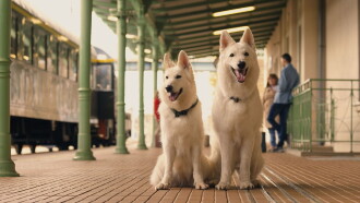 The Travelling Dog 2 Trailer