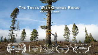 The Trees with Orange Rings Trailer