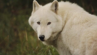 The Trouble with Wolves Trailer