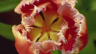 The Tulip Bubble Trailer