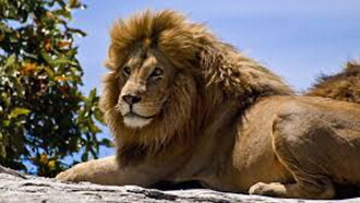The Ultimate Guide: Big Cats Trailer