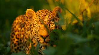 The Unlikely Leopard Trailer
