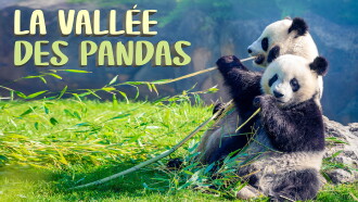 The Valley of the Pandas Trailer