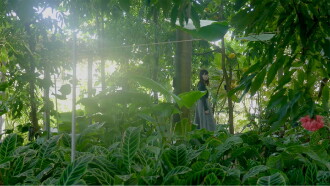 The Wandering Plants Trailer