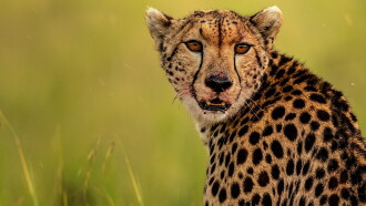 The Way of the Cheetah Trailer
