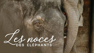 The wedding of the elephants Trailer