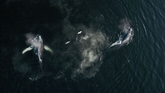 The Whale and the Raven Trailer