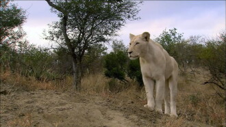 The White Lions Trailer