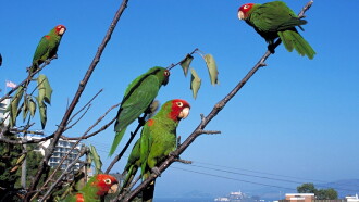 The Wild Parrots of Telegraph Hill Trailer