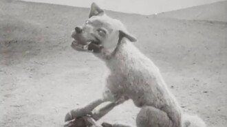 The Wolf and the Crane Trailer